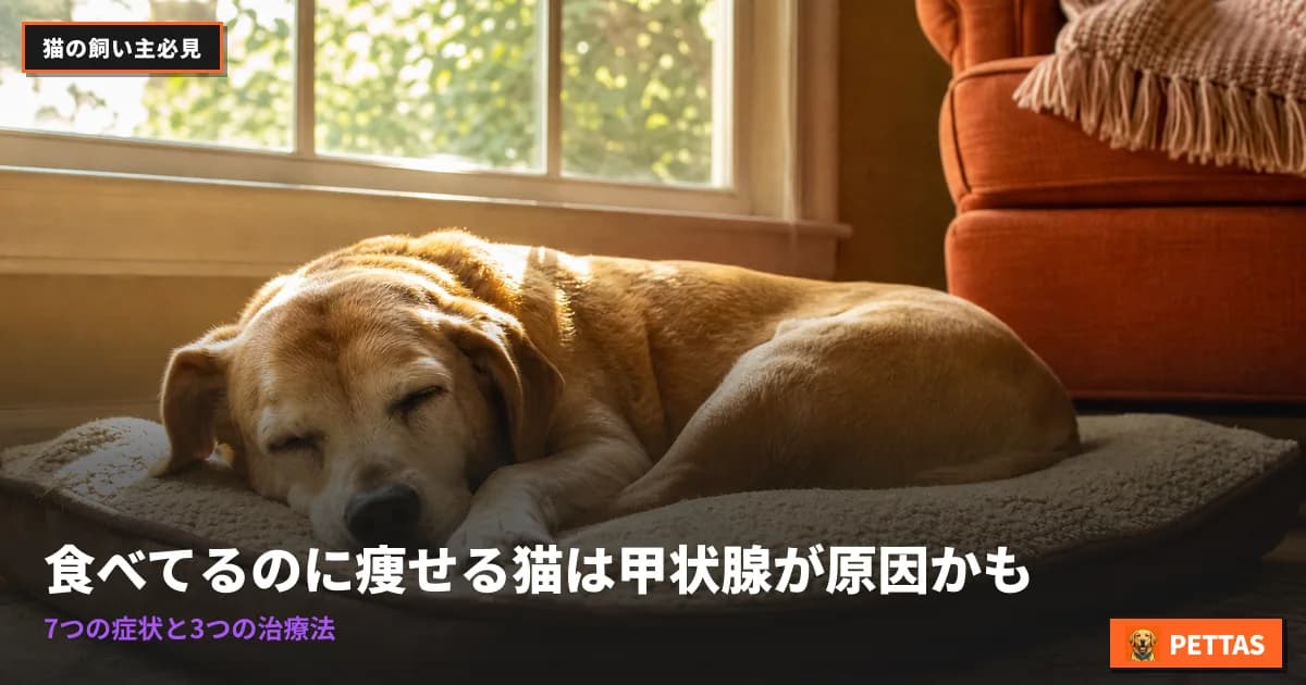 食べてるのに痩せる猫は甲状腺が原因かも|7つの症状と3つの治療法