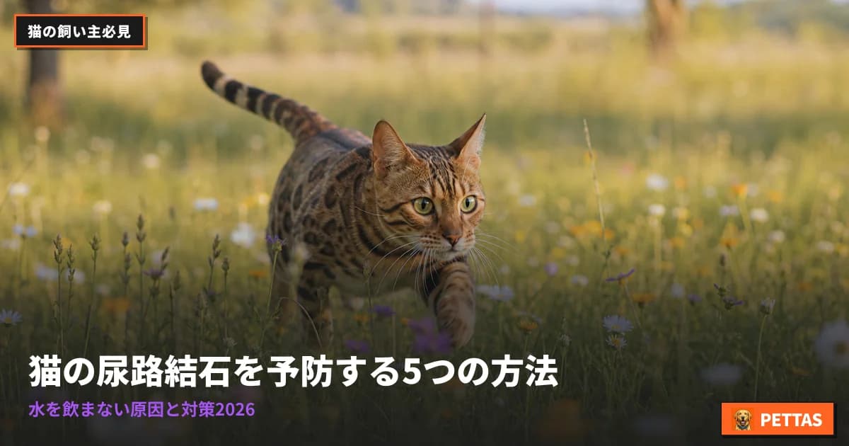 5 Vet-Approved Ways to Prevent Cat Urinary Stones (2026)