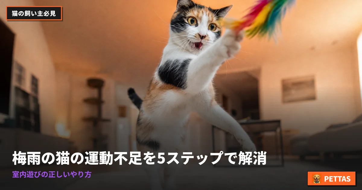 梅雨の猫の運動不足を5ステップで解消|室内遊びの正しいやり方
