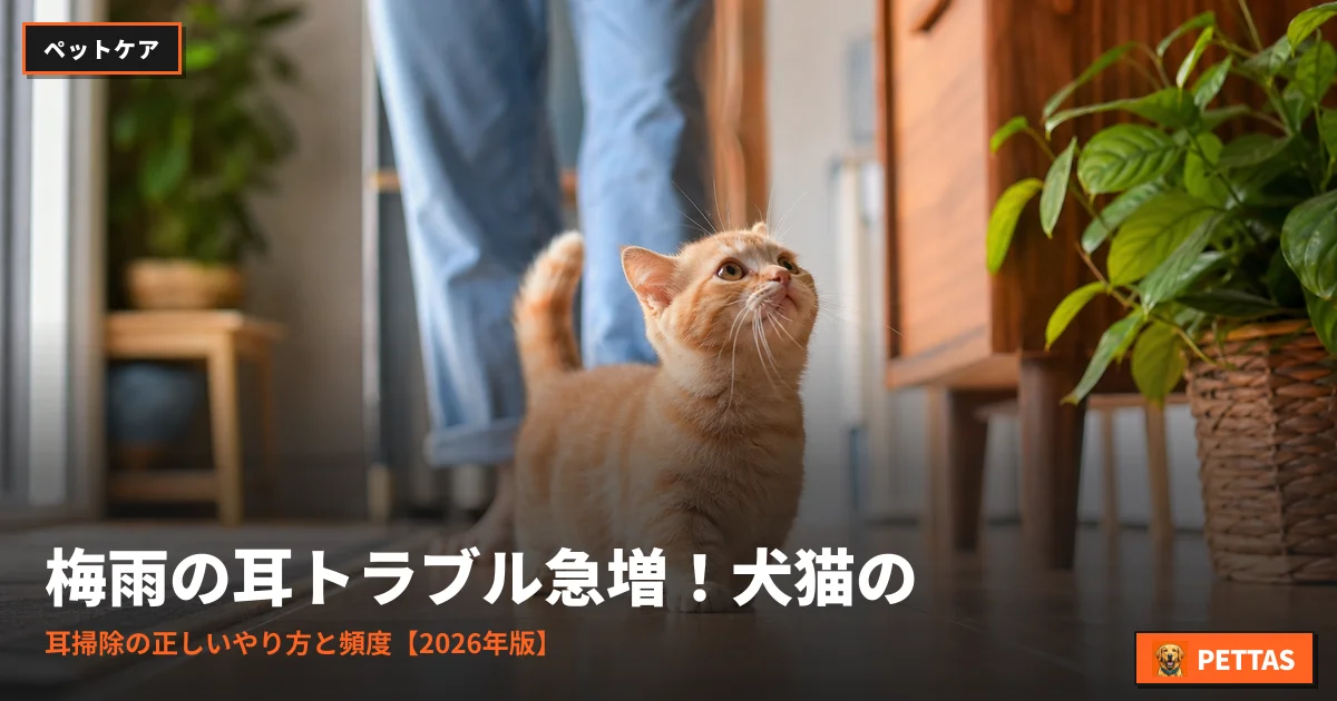 梅雨の耳トラブル急増!犬猫の耳掃除の正しいやり方と頻度【2026年版】