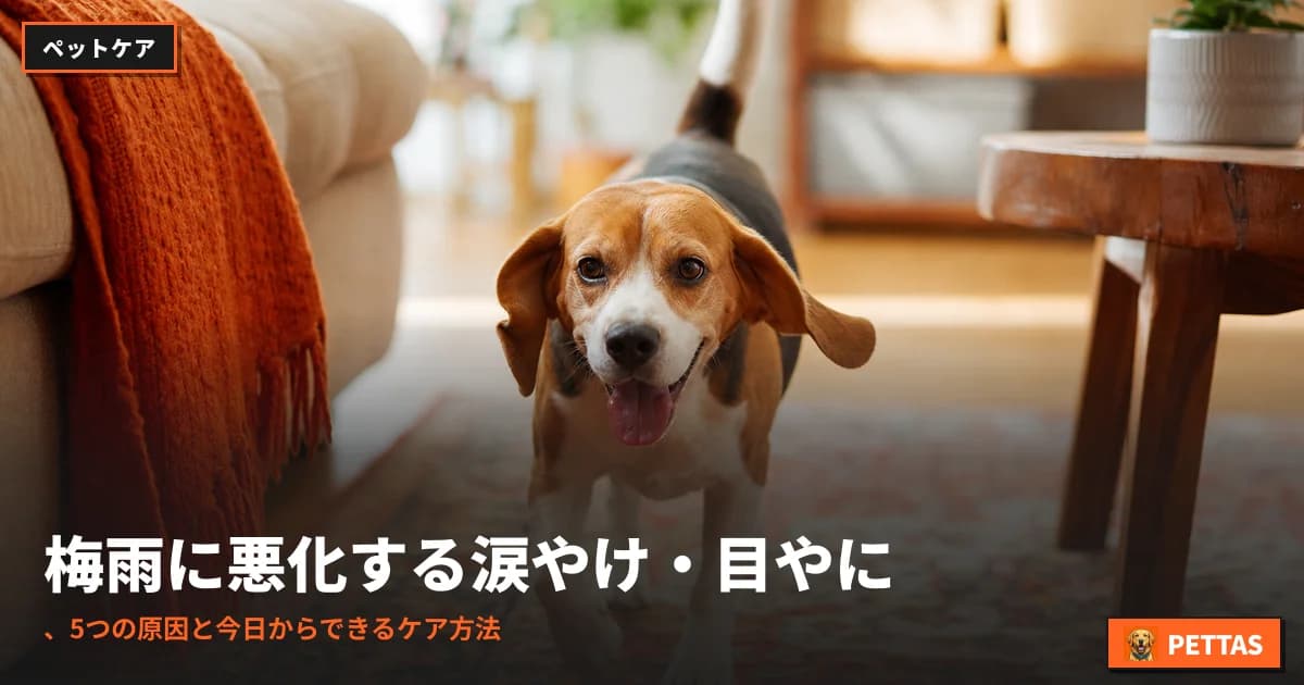梅雨に悪化する涙やけ・目やに、5つの原因と今日からできるケア方法