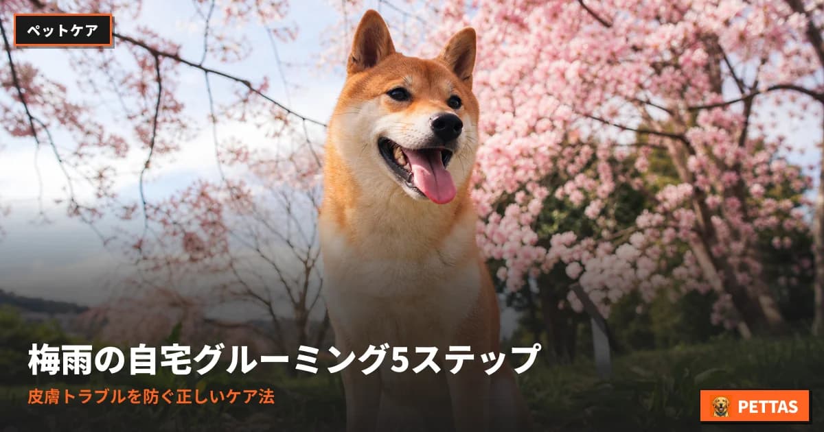 梅雨の自宅グルーミング5ステップ|皮膚トラブルを防ぐ正しいケア法