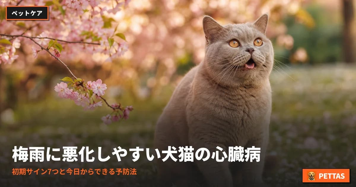 梅雨に悪化しやすい犬猫の心臓病|初期サイン7つと今日からできる予防法
