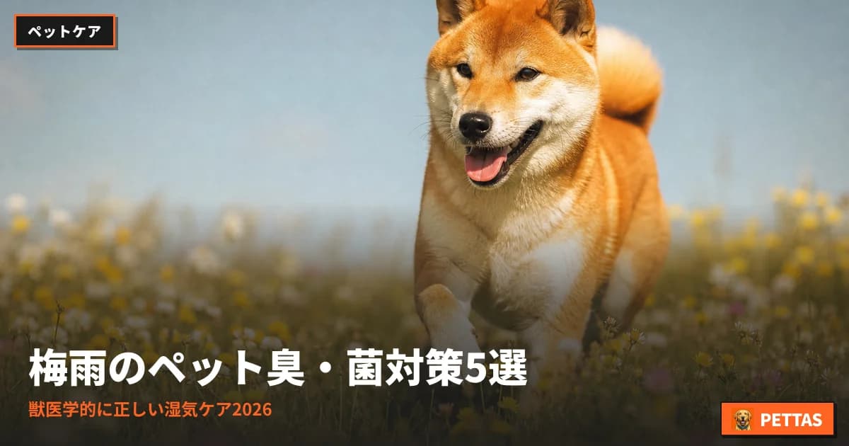 梅雨のペット臭・菌対策5選|獣医学的に正しい湿気ケア2026