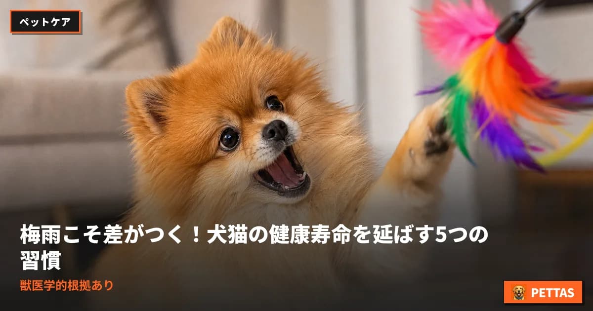 梅雨こそ差がつく!犬猫の健康寿命を延ばす5つの習慣|獣医学的根拠あり