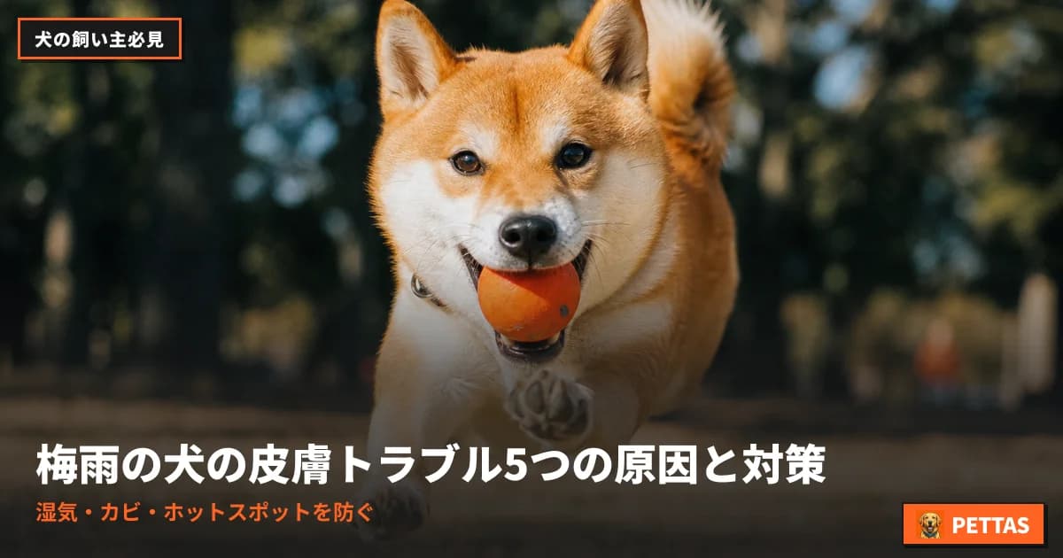 梅雨の犬の皮膚トラブル5つの原因と対策|湿気・カビ・ホットスポットを防ぐ