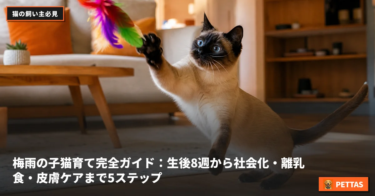 梅雨の子猫育て完全ガイド:生後8週から社会化・離乳食・皮膚ケアまで5ステップ