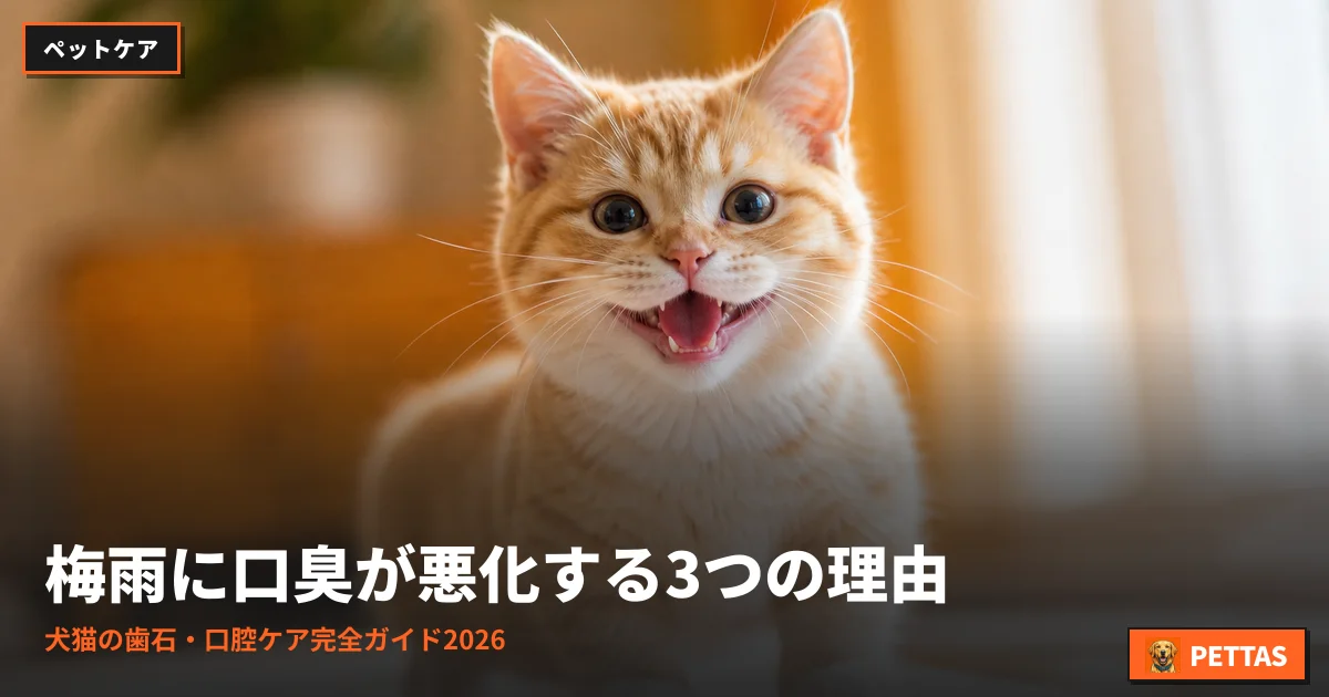梅雨に口臭が悪化する3つの理由|犬猫の歯石・口腔ケア完全ガイド2026