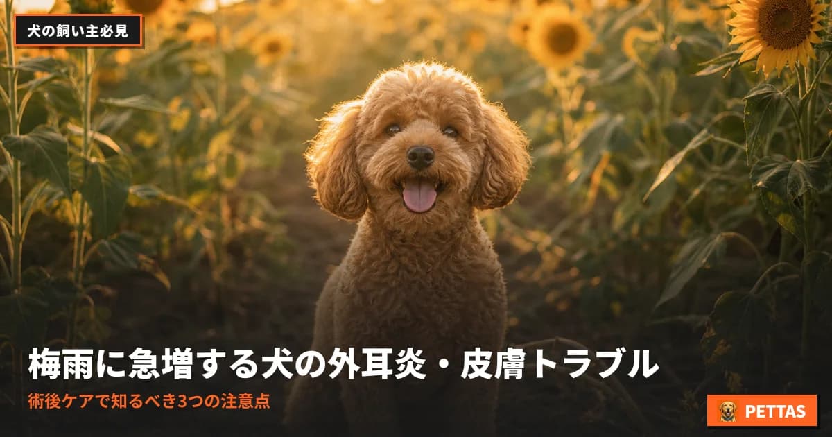 梅雨に急増する犬の外耳炎・皮膚トラブル|術後ケアで知るべき3つの注意点