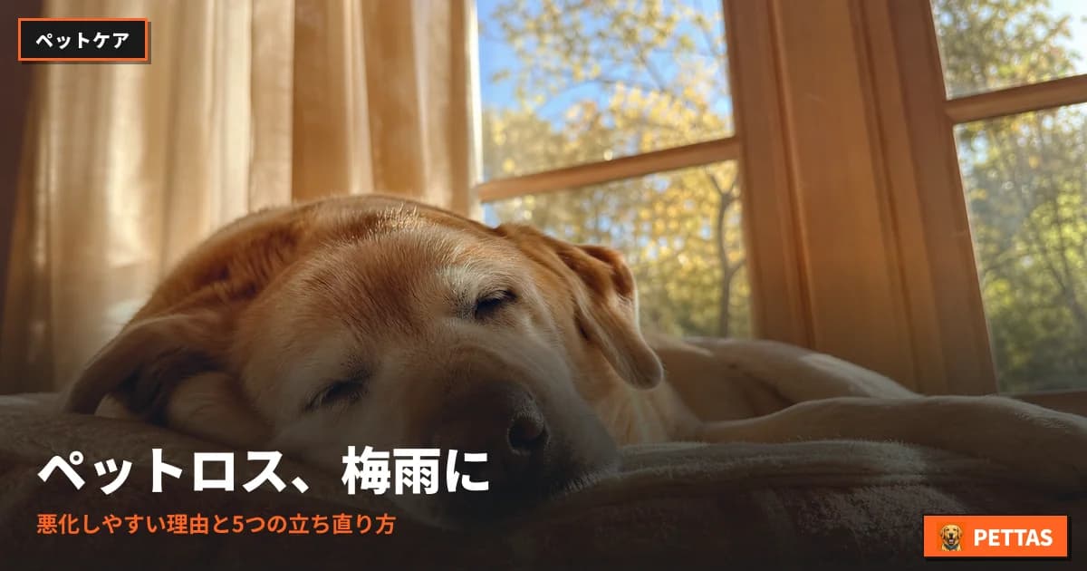 ペットロス、梅雨に悪化しやすい理由と5つの立ち直り方