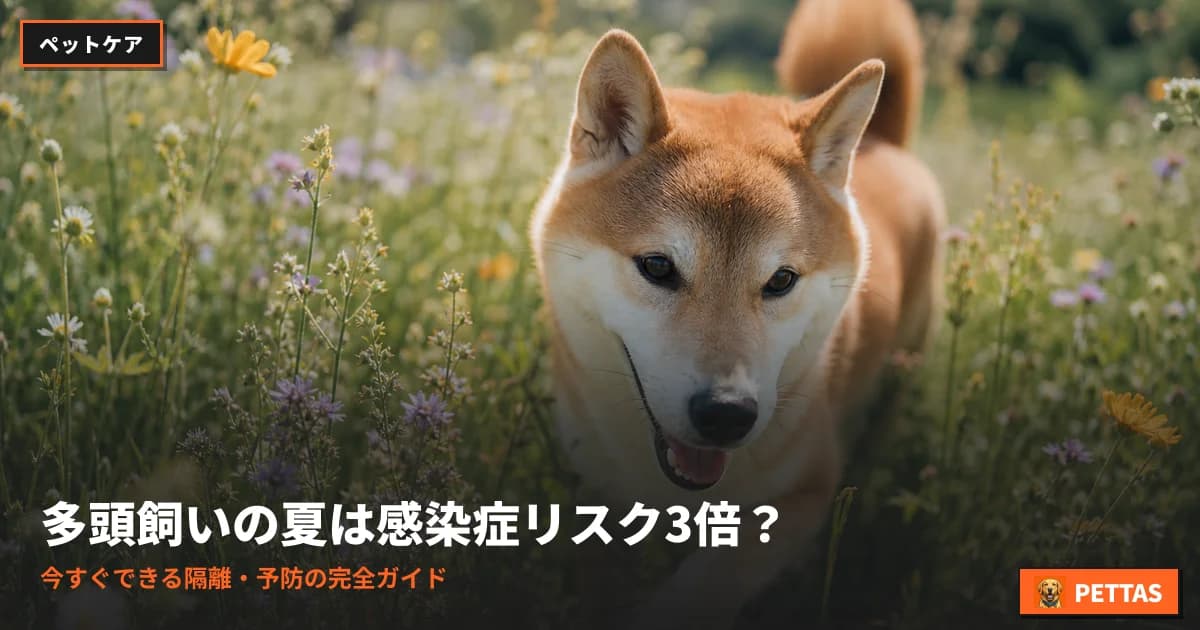 多頭飼いの夏は感染症リスク3倍?今すぐできる隔離・予防の完全ガイド