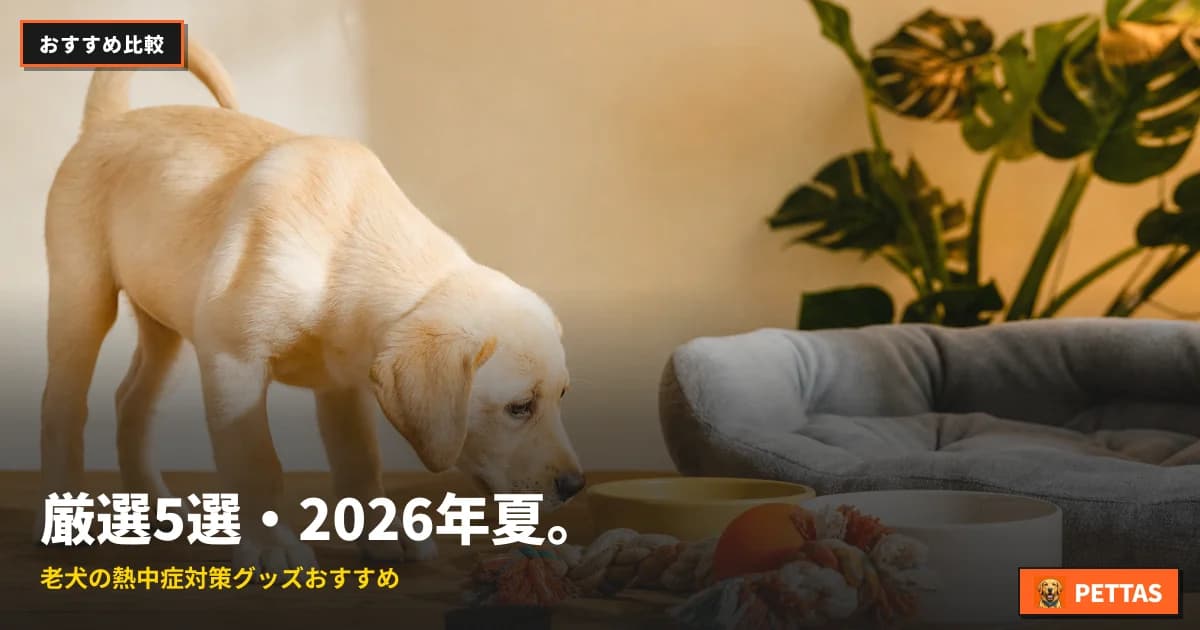 厳選5選・2026年夏。老犬の熱中症対策グッズおすすめ